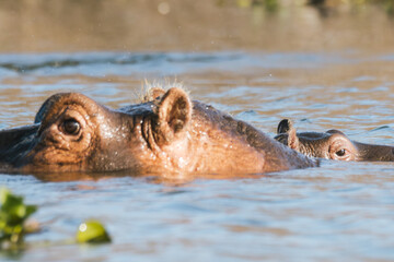 Close-up View of a Hippopotamus in Water