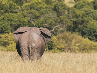 African Elephant Roaming the Wild