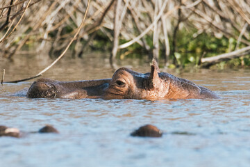 Fototapeta premium Hippopotamus Submerged in Kenyan Waters