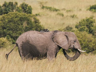 African Elephant in the Wild, Kenya