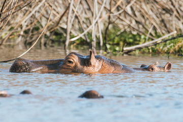 Fototapeta premium Hippopotamus Family in Kenyan Water