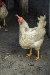 chicken on the farm