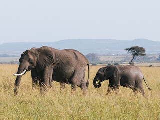 African Elephants Grazing in the Savannah