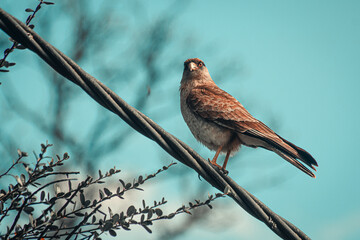 bird of prey on a branch