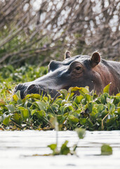Serene Hippopotamus in Kenyan Water