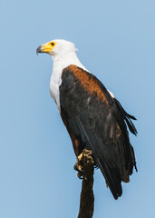 Majestic African Fish Eagle Perched Against Blue Sky
