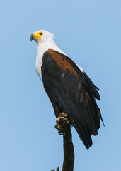 Majestic African Fish Eagle in Kenya
