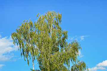 Birch crown