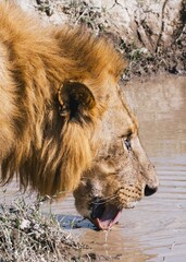 Thirsty Lion Drinking from Waterhole