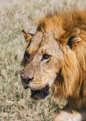 Majestic Lion in Kenyan Savannah
