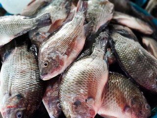 Ikan Mujair, or Tilapia Fish. Sold on the market. Traditional markets, modern markets
