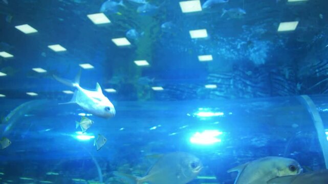 A school of Pacific palometa ( _Selene vomer_ ) swim in an aquarium.