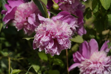 pink valentine flowers