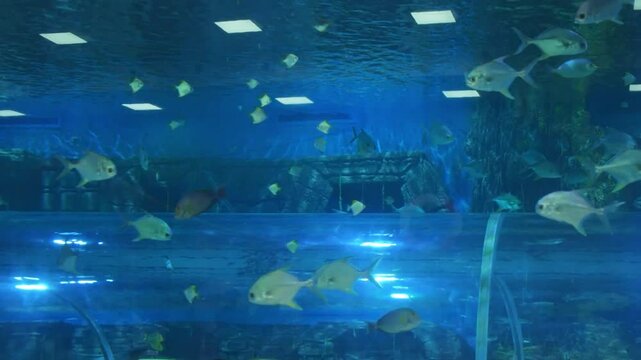 School of Atlantic pompano (Trachinotus carolinus) swimming in an aquarium.