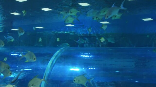 A school of Atlantic pompano (Trachinotus carolinus) swims in a large aquarium.