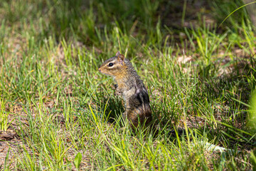 Chipmunk
