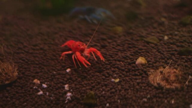 Red crayfish ( *Procambarus clarkii*) aquarium scene.