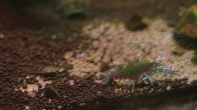 A blue crayfish ( *Procambarus alleni*) foraging on the substrate of a planted aquarium.