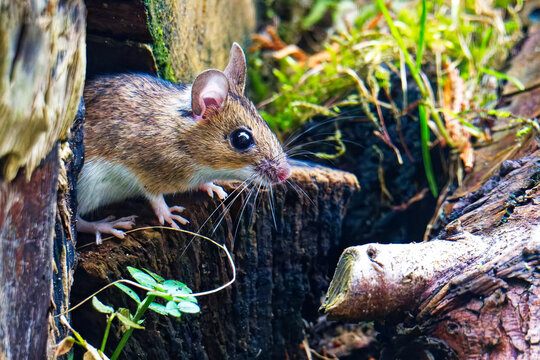 Gelbhalsmaus (Apodemus flavicollis) auf einer Wiese	