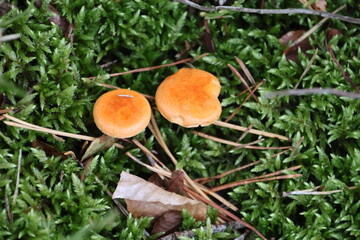 Amanita muscaria, commonly known as the fly agaric or fly amanita