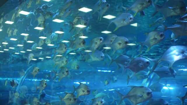 A school of Pampano fish ( Trachinotus carolinus ) swim in an aquarium.