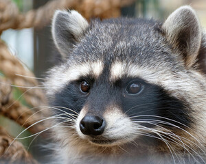 Close-Up of Raccoon's Face