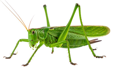 Fototapeta premium Grasshopper isolated on white background. Png