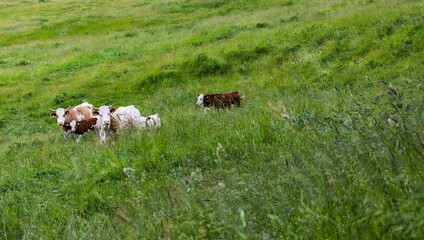 wellbeing cows grazing in lush green mountain valley. alpine meadow with cows. rustic and authentic scene of organic farming and