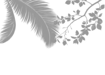 Realistic branch leaf shadow overlay on transparent background, tropical foliage mockup for sunlight effect, natural plant silhouette for product presentation, summer vibe backdrop PNG
