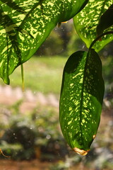 tropical leaves