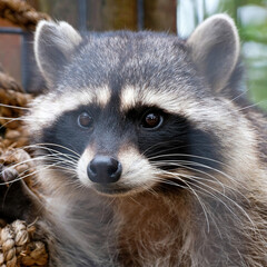 Raccoon Portrait with Curious Eyes