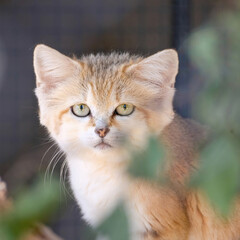 Sand Cat in Captivity
