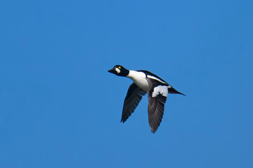 Schellente  Männchen (Bucephala clangula) im Flug