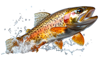 Fish rainbow trout jumping out of water isolated on white background