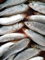 Milkfish sold at the market. Fish market, traditional market