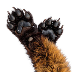 Fototapeta premium Close up animal paws on dark background