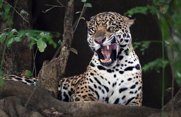 Close-up of a jaguar yawning, Pantanal, Brazil.
