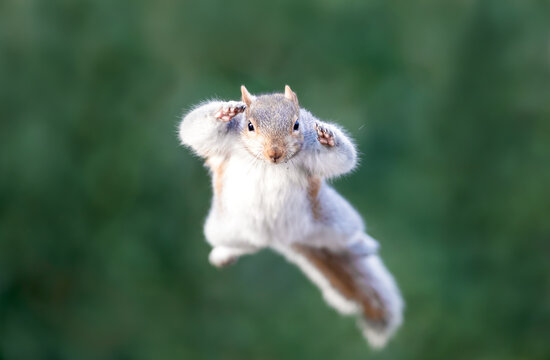 Close-up of a grey squirrel jumping