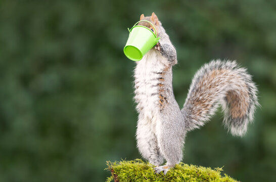 Grey squirrel eating nuts from a small green bucket on a mossy tree branch - Powered by Adobe