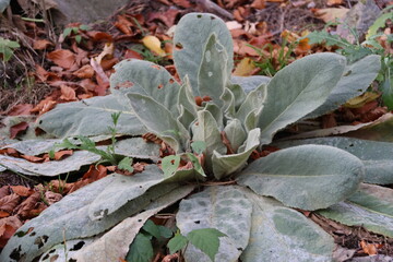 Verbascum boerhavii, the annual mullein in autumn
