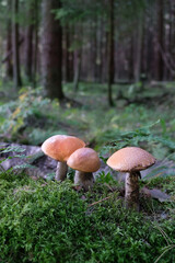 mushrooms grow in forest, natural background. Beautiful image of wild nature. harvest season, picking fungi. edible mushroom Leccinum versipelle. wild Forest aesthetic.