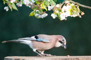 Eurasian jay eating nuts on a tree stump with a blossoming cherry tree branch in the background