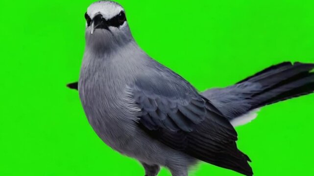 A gray bird perched against a bright green background, showcasing its features and posture
