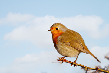 Portrait of European robin perched on a tree branch