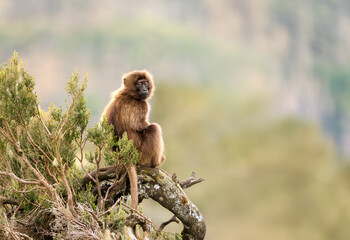 Close-up of a baby gelada baboon sitting on a tree in Ethiopian highlands