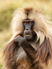Adult male gelada monkey sitting in grassland in Ethiopian highlands