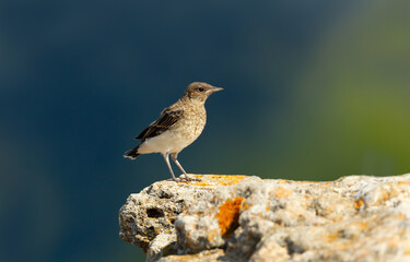Pied wheatear chick perched on a rock