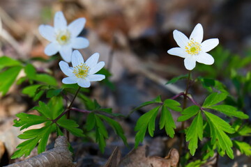 Buschwindröschen im Frühjahr im Wald	im Frühjahr