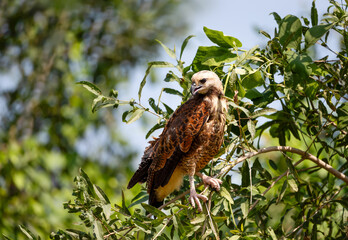 Black-collared hawk perched on a tree branch, Pantanal, Brazil