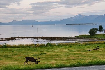 Naklejka premium Reindeer Grazing by the Fjord Shoreline in Northern Norway